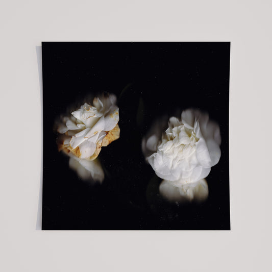 Two White Roses | Botanical Wall Art Print | Minimalist Floral Fine Art | Neutral Flower Photography